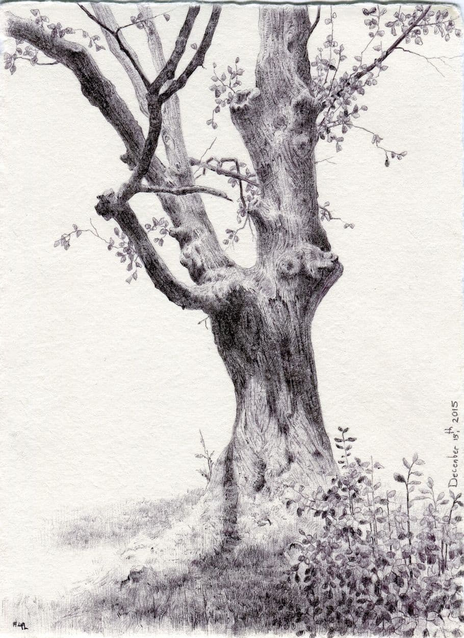 Dina Brodsky, Secret Life of Trees #42
