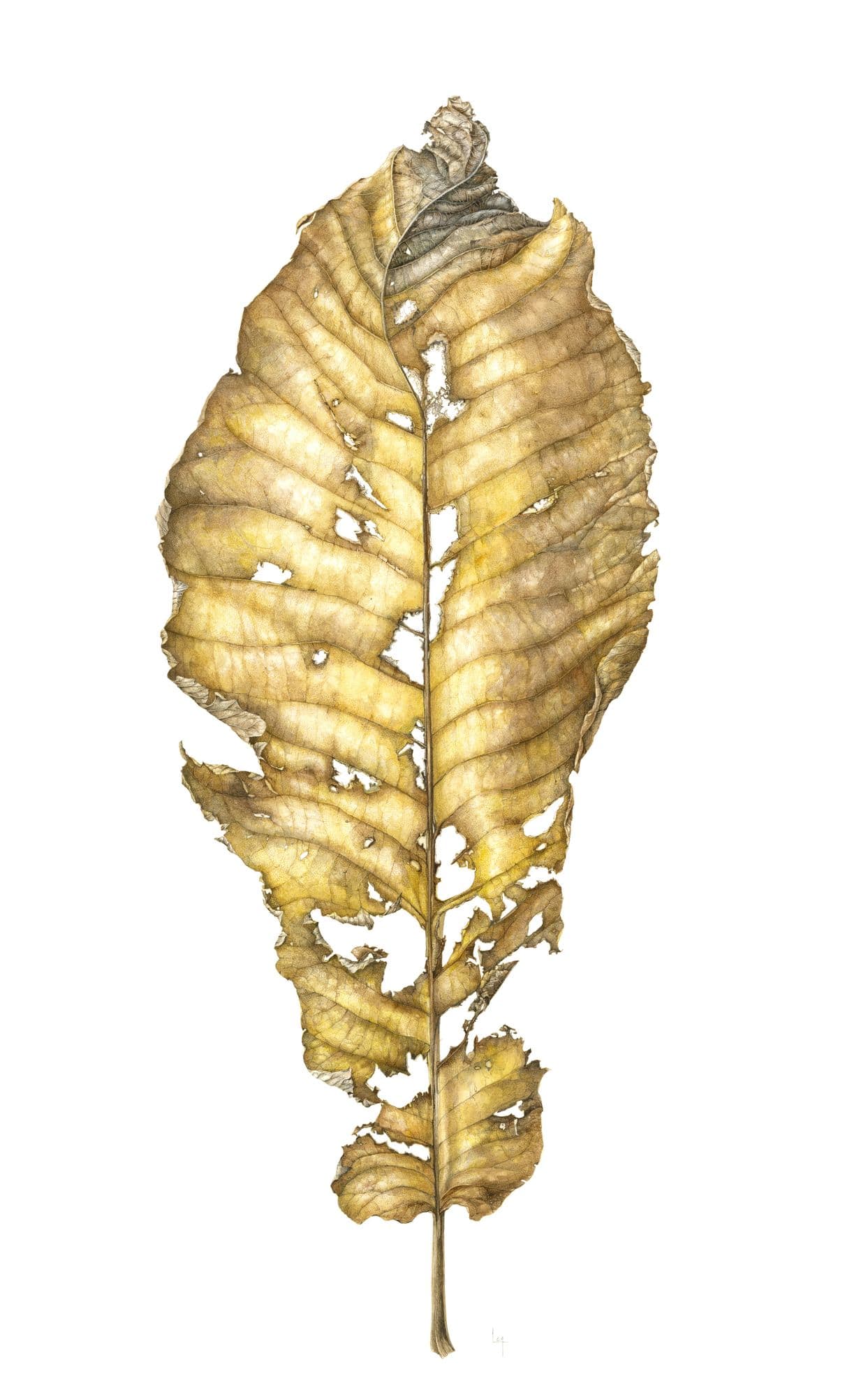 Lara Call Gastinger, Large Leaf Magnolia